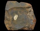 Unidentified Fossil Seed From North Dakota - Paleocene #65832-1